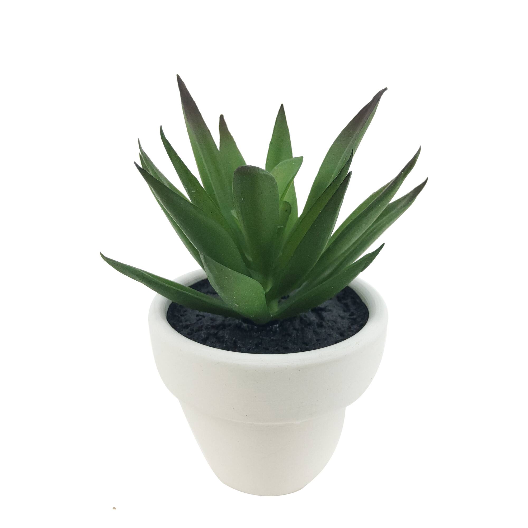Assorted Micro Premade Succulent, 1pc. by Ashland®
